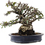 Pyracantha, 19 cm, ± 40 ans