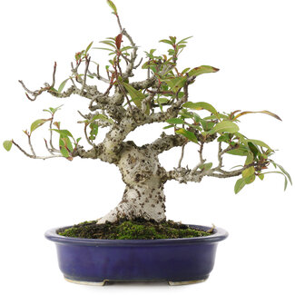 Pyracanta, 18 cm, ± 15 años