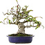 Pyracantha, 18 cm, ± 15 ans