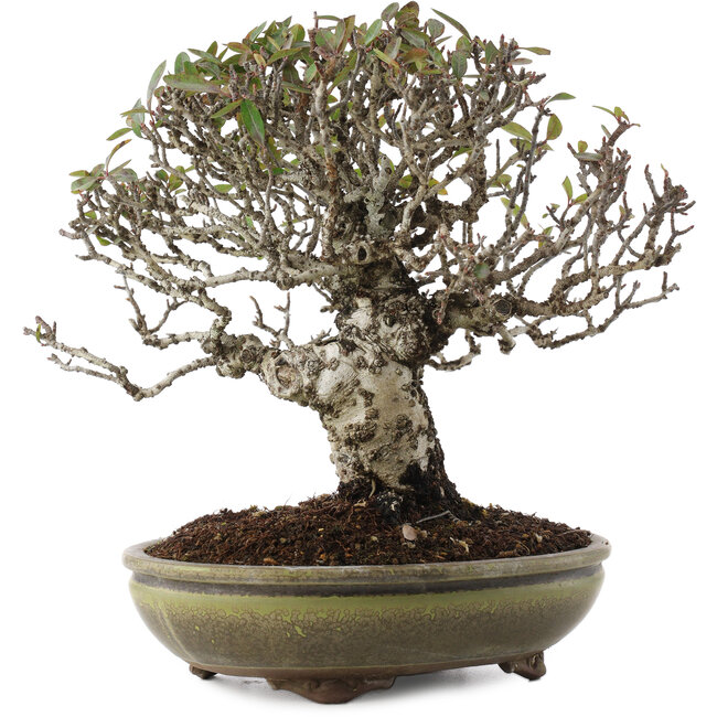 Pyracantha, 22 cm, ± 20 jaar oud