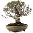 Pyracantha, 22 cm, ± 20 ans