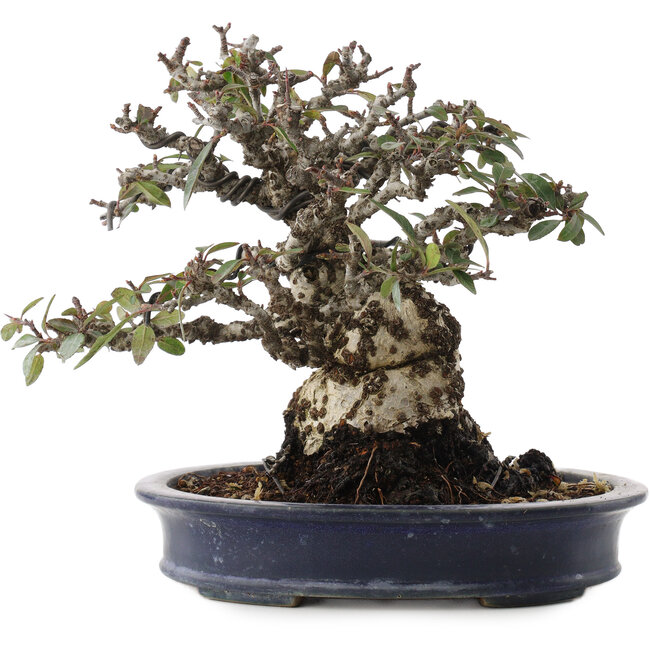 Feuerdorn, 19 cm, ± 40 Jahre alt