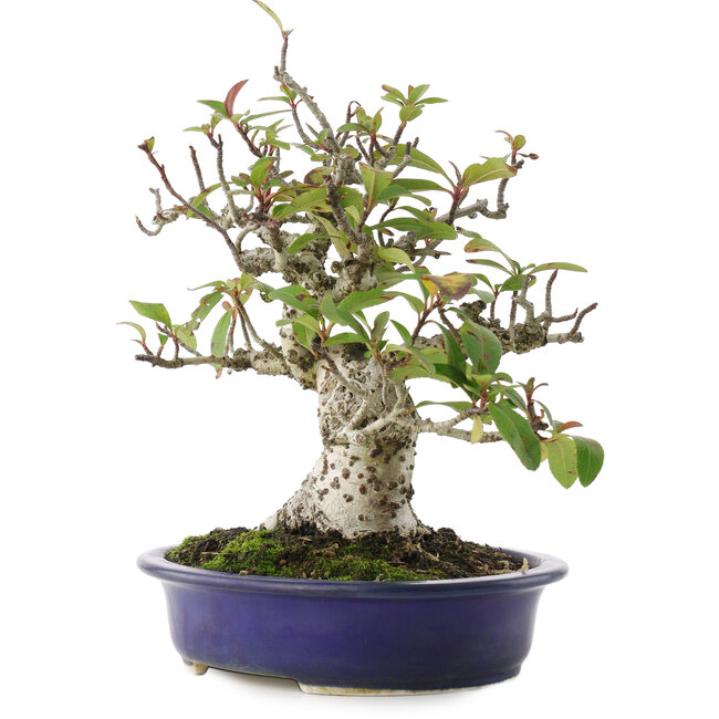 Pyracantha, 18 cm, ± 15 years old