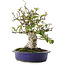 Pyracantha, 18 cm, ± 15 ans