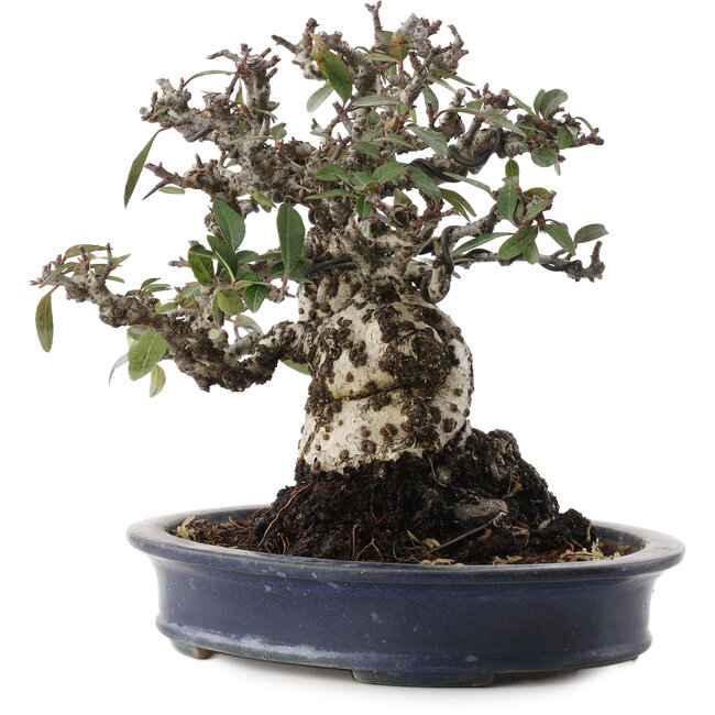 Feuerdorn, 19 cm, ± 40 Jahre alt