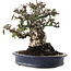 Pyracantha, 19 cm, ± 40 jaar oud