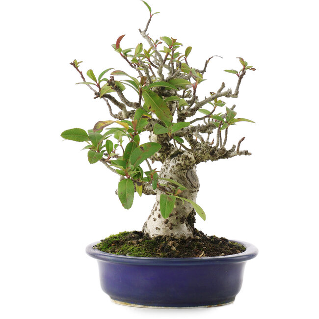 Pyracantha, 18 cm, ± 15 anni
