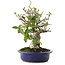 Pyracantha, 18 cm, ± 15 ans