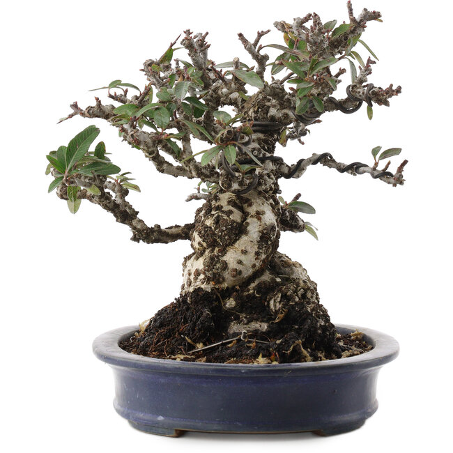 Pyracantha, 19 cm, ± 40 anni