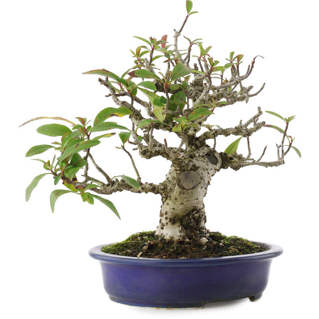 Pyracantha, 18 cm, ± 15 anni
