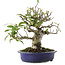 Pyracantha, 18 cm, ± 15 years old