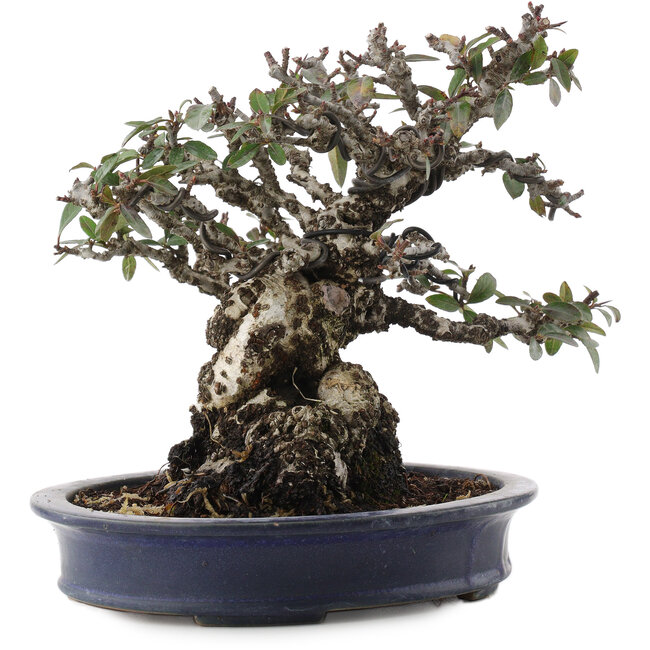 Pyracantha, 19 cm, ± 40 ans