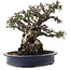 Pyracantha, 19 cm, ± 40 ans