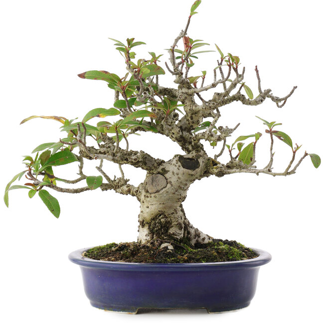 Pyracantha, 18 cm, ± 15 anni