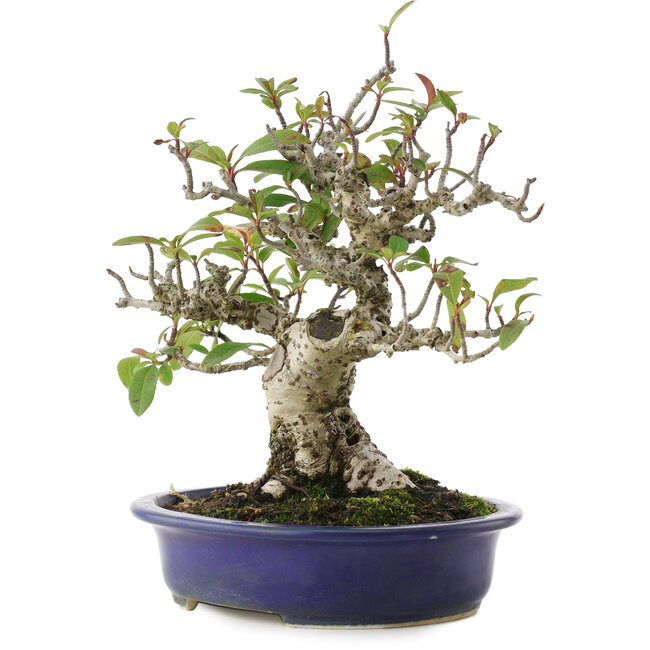 Feuerdorn, 18 cm, ± 15 Jahre alt