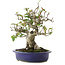 Pyracantha, 18 cm, ± 15 ans