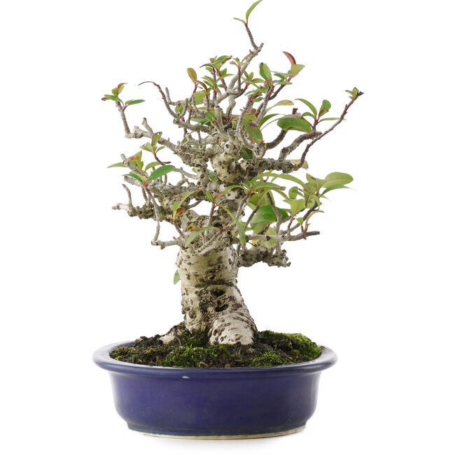 Pyracantha, 18 cm, ± 15 anni