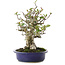 Pyracantha, 18 cm, ± 15 years old