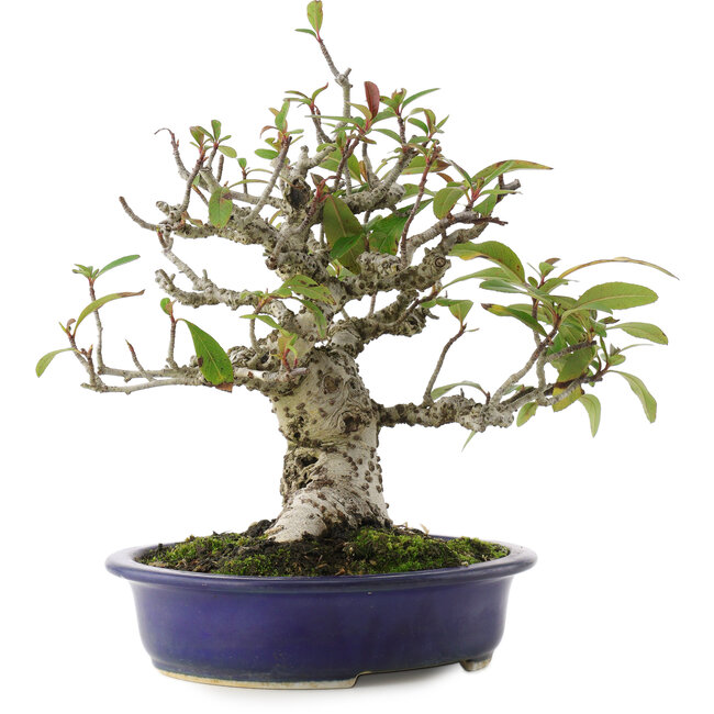 Feuerdorn, 18 cm, ± 15 Jahre alt