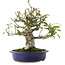 Pyracantha, 18 cm, ± 15 ans