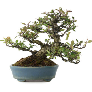 Pyracanta, 20,5 cm, ± 20 años