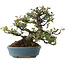Pyracantha, 20,5 cm, ± 20 jaar oud