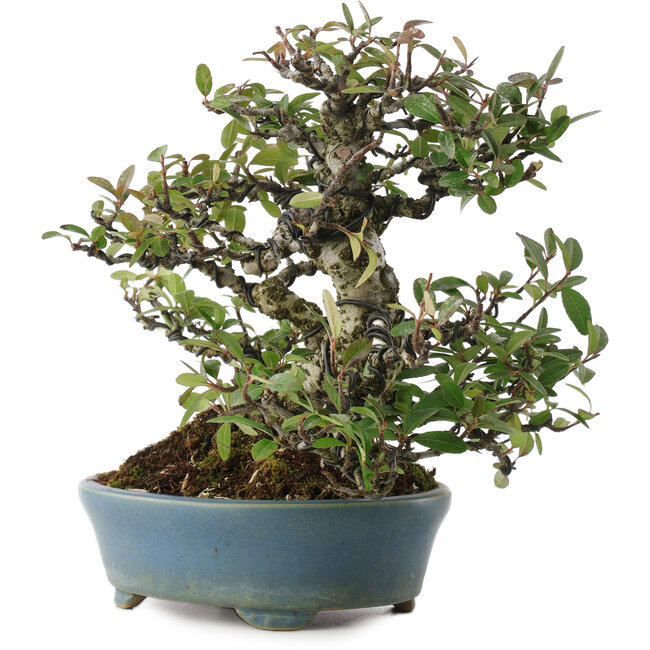 Pyracantha, 20,5 cm, ± 20 ans