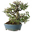 Pyracantha, 20,5 cm, ± 20 Jahre alt