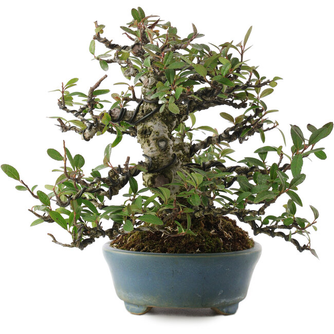 Pyracantha, 20,5 cm, ± 20 Jahre alt