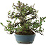 Pyracantha, 20,5 cm, ± 20 years old