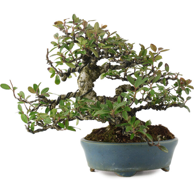 Pyracanta, 20,5 cm, ± 20 años