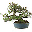 Pyracantha, 20,5 cm, ± 20 jaar oud