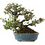 Pyracantha, 20,5 cm, ± 20 years old