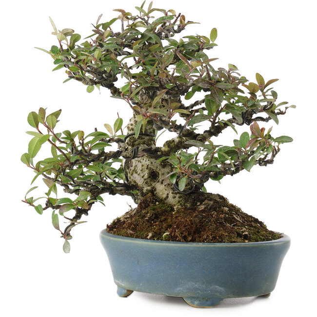 Pyracantha, 20,5 cm, ± 20 anni