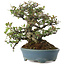 Pyracantha, 20,5 cm, ± 20 ans