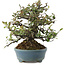 Pyracantha, 20,5 cm, ± 20 ans