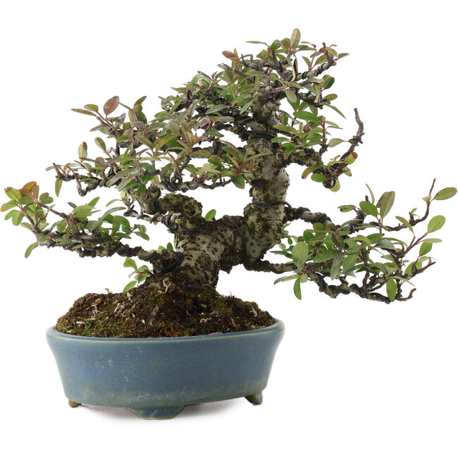 Pyracanta, 20,5 cm, ± 20 años