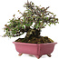 Pyracantha, 17 cm, ± 25 years old, in a handmade Japanese pot by Eime Yozan