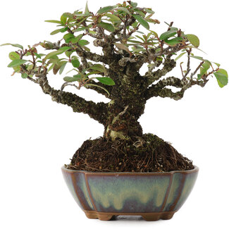 Pyracanta, 15 cm, ± 20 años