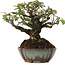 Pyracantha, 15 cm, ± 20 years old