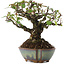 Pyracantha, 15 cm, ± 20 years old