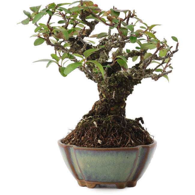 Pyracanta, 15 cm, ± 20 años