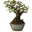 Pyracantha, 15 cm, ± 20 ans