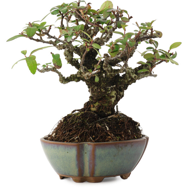 Pyracantha, 15 cm, ± 20 ans