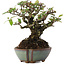 Pyracantha, 15 cm, ± 20 ans