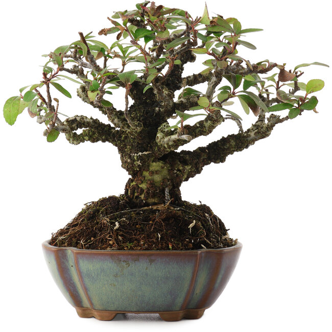 Pyracantha, 15 cm, ± 20 anni