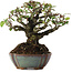Pyracantha, 15 cm, ± 20 ans