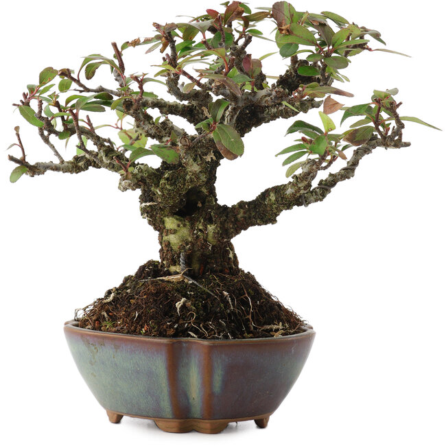 Pyracantha, 15 cm, ± 20 anni