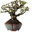 Pyracantha, 15 cm, ± 20 ans