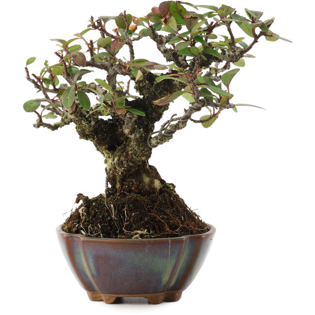 Pyracantha, 15 cm, ± 20 jaar oud